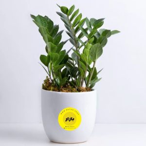 گیاهان آپارتمانی محصول شماره B1000