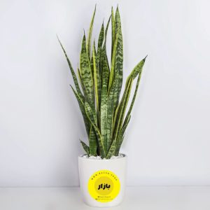 گیاهان آپارتمانی محصول شماره B1001