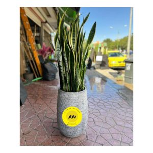گیاهان آپارتمانی محصول شماره B1002