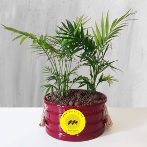 گیاهان آپارتمانی محصول شماره B1003