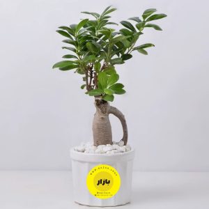بنسای محصول شماره 7001